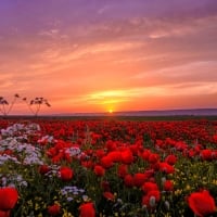 Poppy field