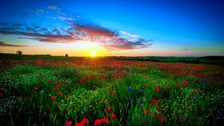 Spring field at sunrise - pretty, sunlight, poppies, summer, amazing, beautiful, spring, grass, meadow, morning, freshness, flowers, wildflowers, glow, field, sky