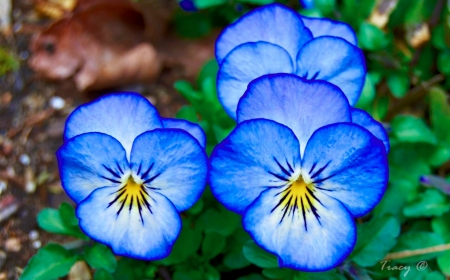 Pansies - blossoms, garden, blue, spring