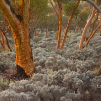 Eucalyptus salubris trees Australia