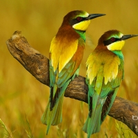 European bee eaters in MÃ¡laga province  Andalusia Spain