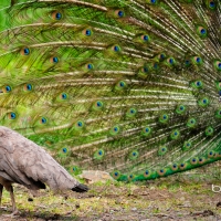 Female peahen observing a male peacock with his plumage out