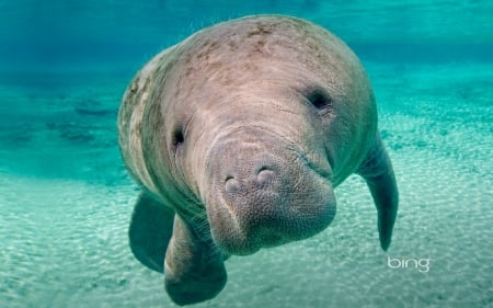 Florida manatee (Trichechus manatus latirostris) Crystal River west central Florida USA - oceans, florida, seas, manatee