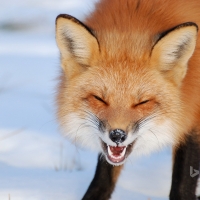 Fox in Îles de Boucherville National Park Quebec Canada