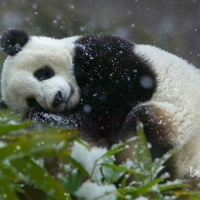 Giant panda cub (Ailuropoda melanoleuca) Wolong National Nature Reserve in Sichuan Province China