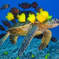 Green sea turtle being cleaned by reef fish off the Kona Coast Big Island Hawaii