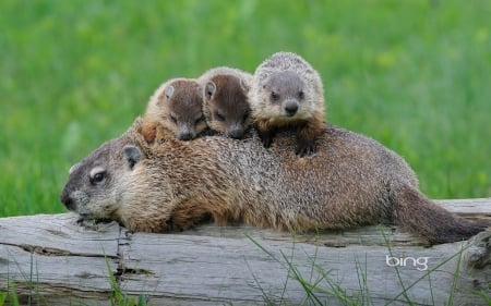 Ground Hog Mom With Babies - Ground, with, Mom, babies, Hog