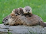 Ground Hog Mom With Babies