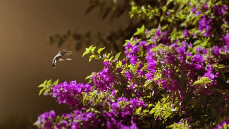   Hummingbird  - flowers, wings, wildlife, flying