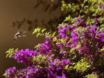   Hummingbird 