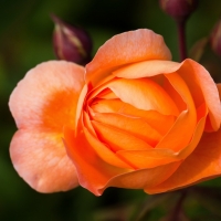 Orange Rose and Buds