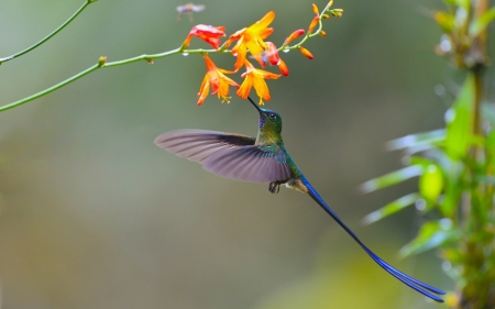 Humming-bird - bird, humming-bird, yellow, colibri, flower, green, wings, pasare, cute