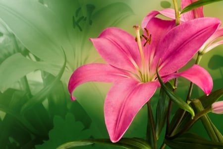 Pink lily - flower, pink, lily, green