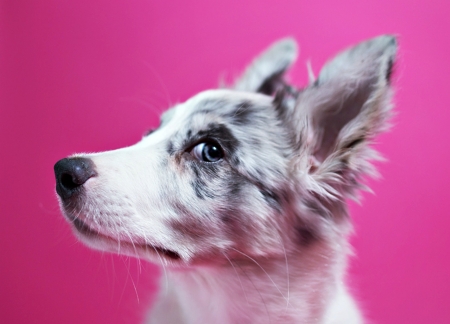 Puppy - puppy, white, caine, australian shepherd, dog, pink, animal, cute, border collie