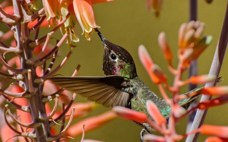 Hummingbird - cute, Bird, Hummingbird, Flowers