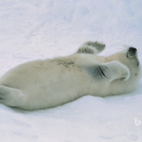 Harp seal pup at the Gulf of St Lawrence Canada