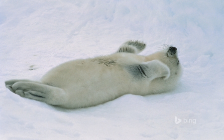 Harp seal pup at the Gulf of St Lawrence Canada - of, Seal, Gulf, St, Lawrence, pup, at, Canada, the, Harp