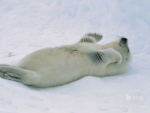 Harp seal pup at the Gulf of St Lawrence Canada