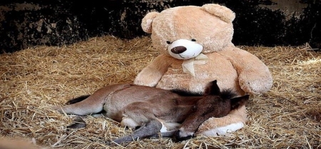 teddys love - teddy, love, horses, foal