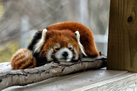 Napping Red Panda Bear - panda, bear, red, animals