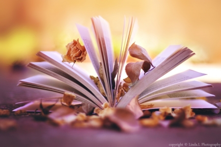 â™¥ - abstract, autumn leaves, book, soft