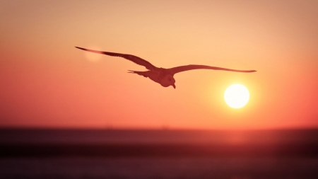 Sunset - nature, sunset, sea, bird