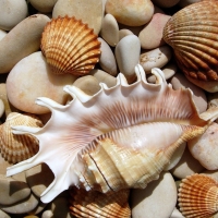 Sea Shells