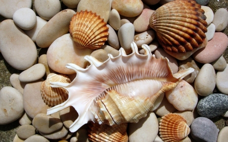 Sea Shells - nature, beach, ocean, shells, sea, earth