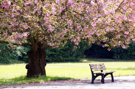 Beautiful Bench Scene! - nature, bench, cherry blossom, tree