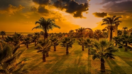 Golden Sunset - clouds, palms, sunset, water, beach, golden, ocean, sky