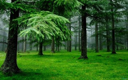 Green forest - trees, woods, forest, beautiful, green, lovely, grass