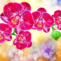 Pink orchids