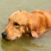 Wet Golden Retriever