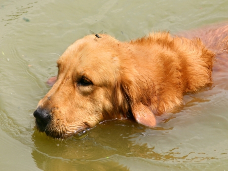 Wet Golden Retriever - wet, golden retriever, swimming, dog