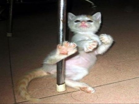 Pole dancing ;) - Photo, Funny, Cat, Pole dancing