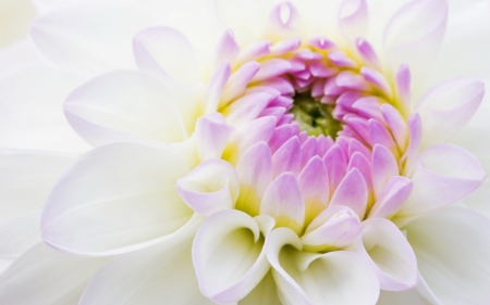 ~Flower~ - white, flower, nature, petal