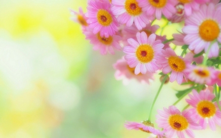 ~Pinky~ - nature, flower, petals, pink