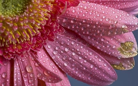 ~Drops On The Petals~ - nature, flower, petals, drops