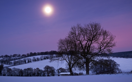 Moonlight Landscape - nature, tree, snowy, wnter