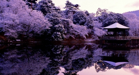 Blooming purple cherry - sky, pond, houses, pagoda