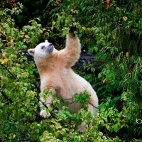 Kermode bear in Great Bear Rainforest (North and Central Coast) British Columbia Canada