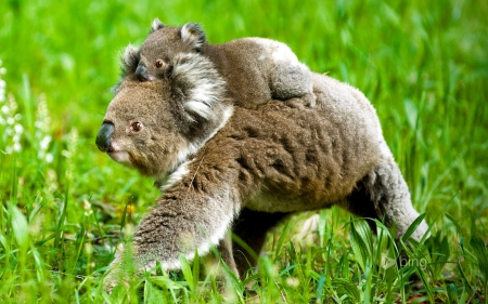 Koala and joey - australia, koala, and, joey