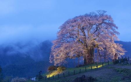 Mists Morning - morning, nature, trees, mists, fog