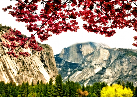 Spring in Yosemite Park - nature, park, yosemite, spring