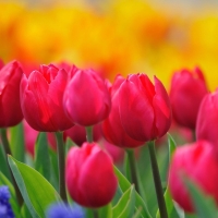 Spring Tulips