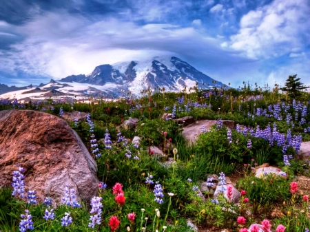 Mountain and Wildflowers - Mountain, pretty, Nature, Wildflowers