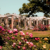 Rose Garden
