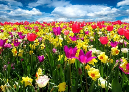 Colors of Spring - tulips, blossoms, dandelions, yellow, red