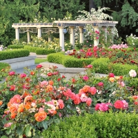 The Rose Garden