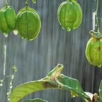 Frogs on a rainy day